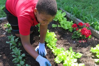 boy working in a raised garden bed in UConn 4-H program