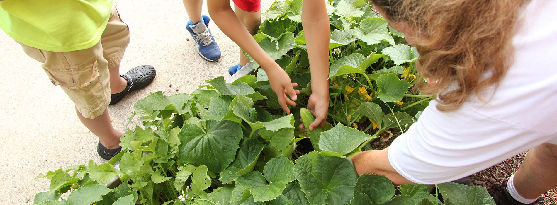hands reaching into a raised bed with lettuce